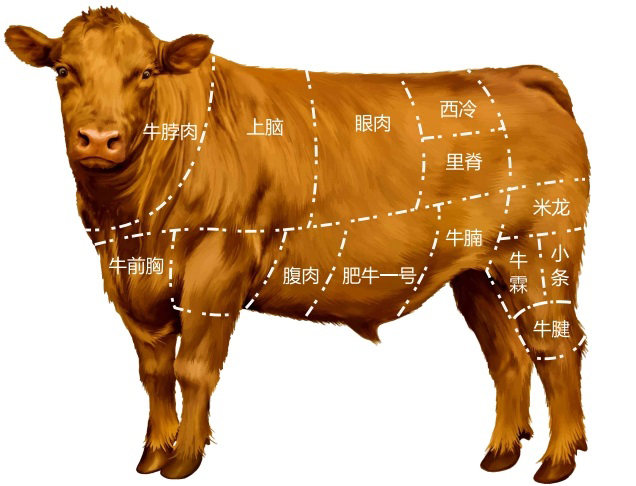 牛肉分割圖